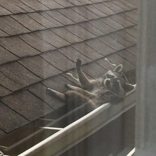 Illustration de l'article : Ces 21 photographies montrent l’absurdité de certaines situations