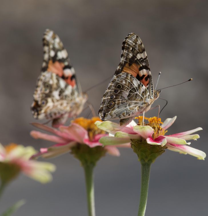 Illustration de l'article : Ces 20 photos qui illustrent les originalités de la nature