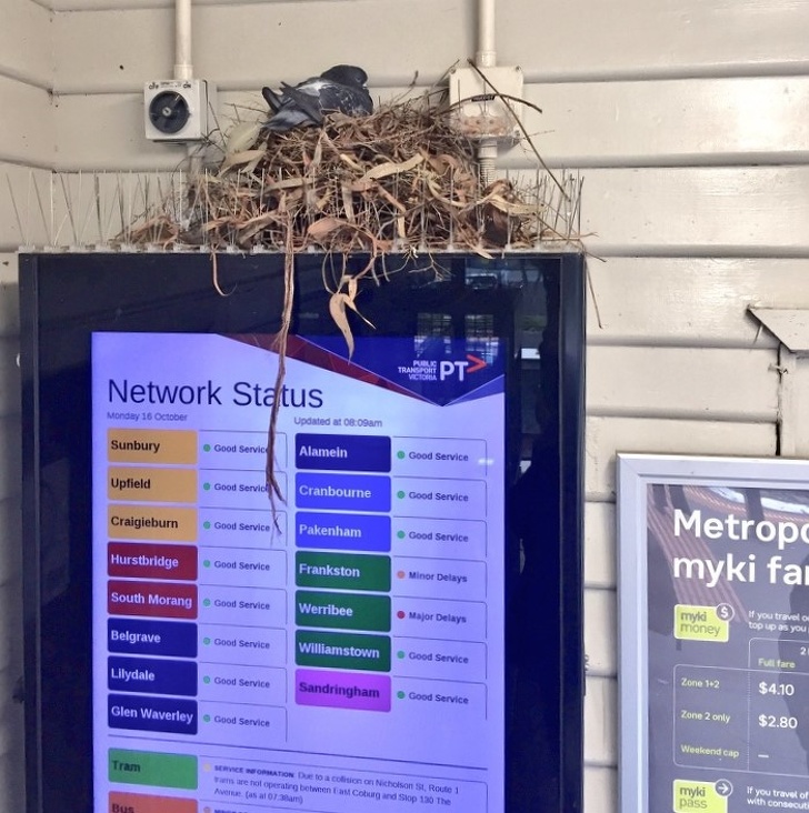 Illustration de l'article : Ces 20 photos qui montrent que la nature peut aussi plaisanter