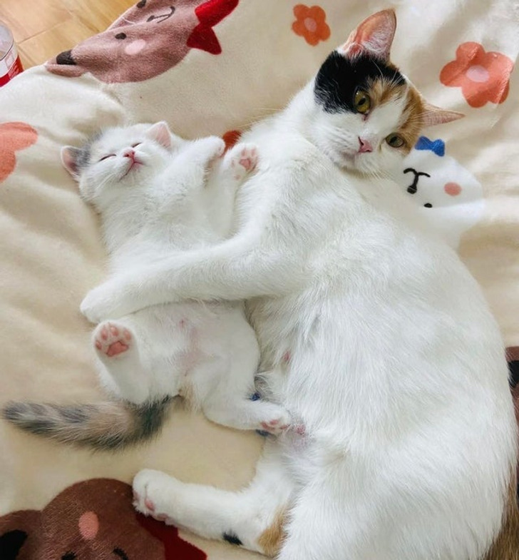 Illustration de l'article : Ces 20 photos d'animaux de compagnie en plein sommeil