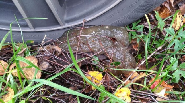 Illustration de l'article : 19 choses les plus étranges rencontrées sur la planète