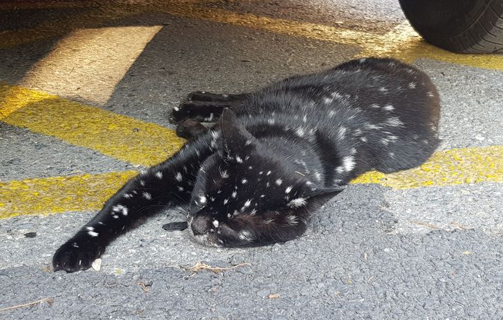 Illustration de l'article : Ces 17 photos qui montrent à quel point la nature est riche