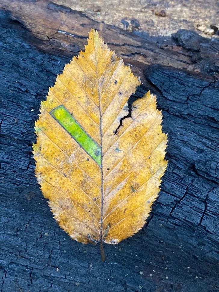 Illustration de l'article : Ces 19 photos qui illustrent les bugs de la nature