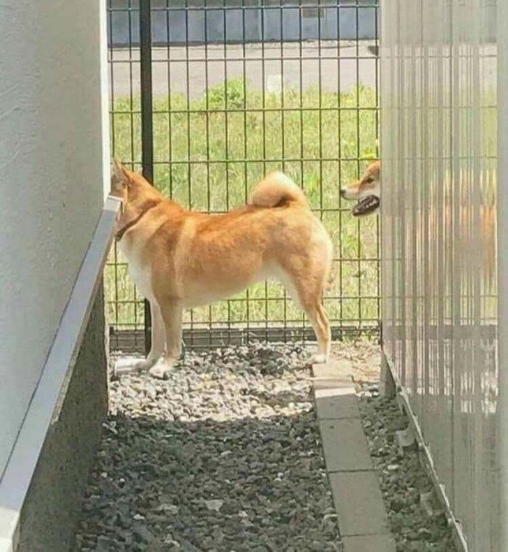 Illustration de l'article : Ces 19 photos qui produisent une illusion parfaite