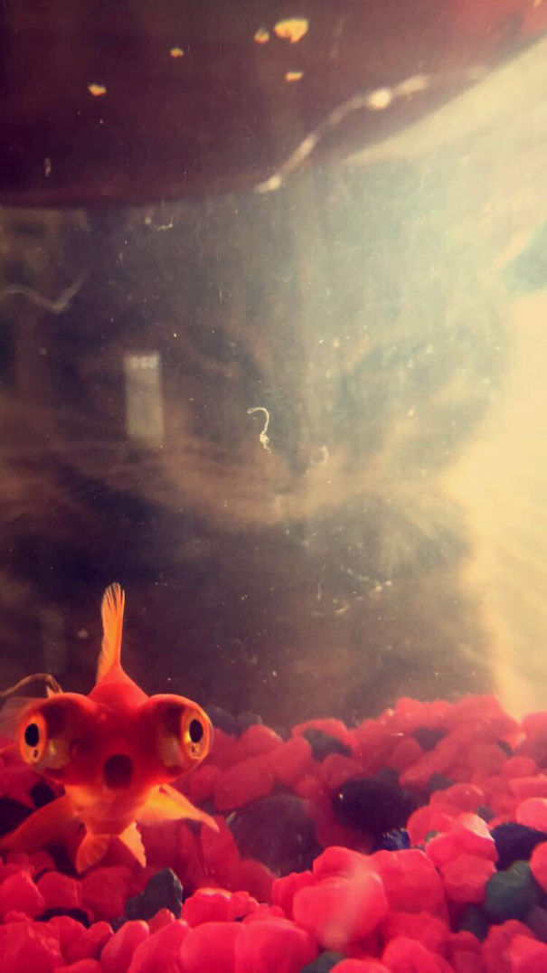 Illustration de l'article : Ces 20 photos où l'arrière-plan était plus intéressant que le premier