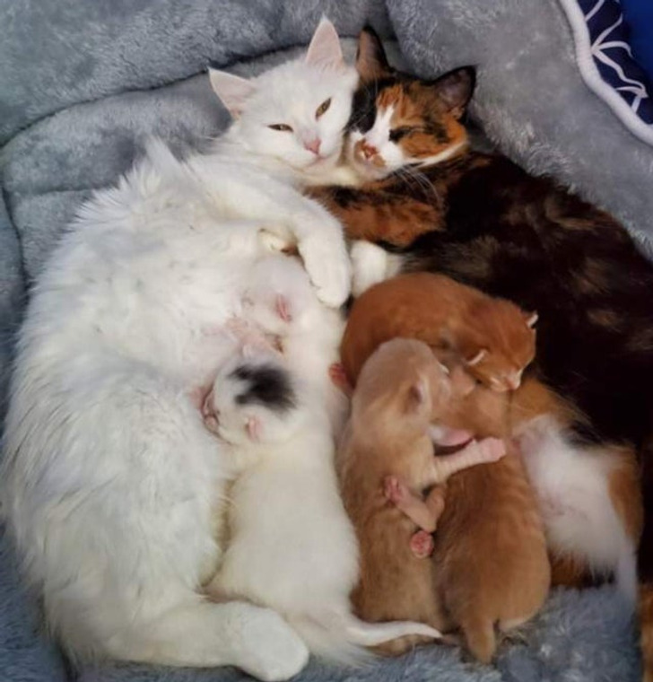 Illustration de l'article : Ces 20 photos d'animaux de compagnie en plein sommeil