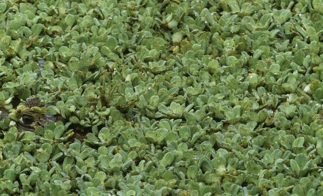 Illustration de l'article : Si vous n'avez pas une vision parfaite, vous ne trouverez pas les animaux cachés sur ces 10 photos !