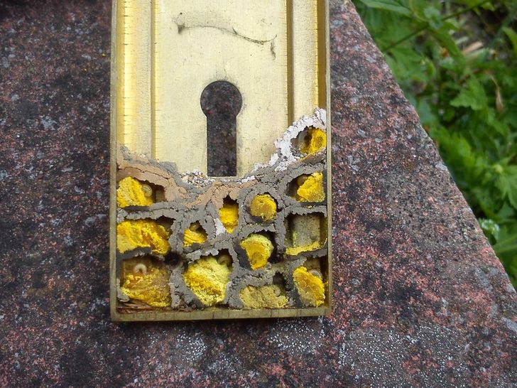 Illustration de l'article : Ces 20 photos illustrant quelques frayeurs de la nature