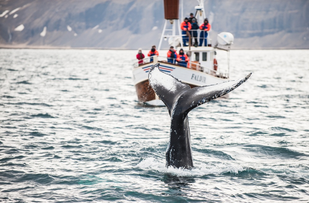 Illustration de l'article : Découvrez l'Islande en 15 photos, dépaysement garanti !