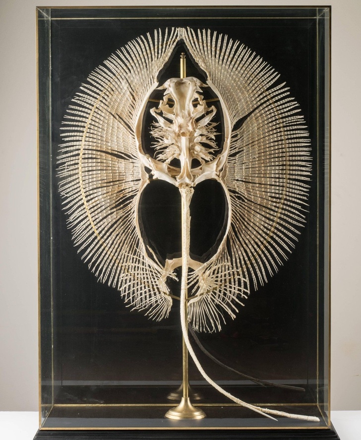 Illustration de l'article : Ces 21 photos de faits ou de curiosités rares