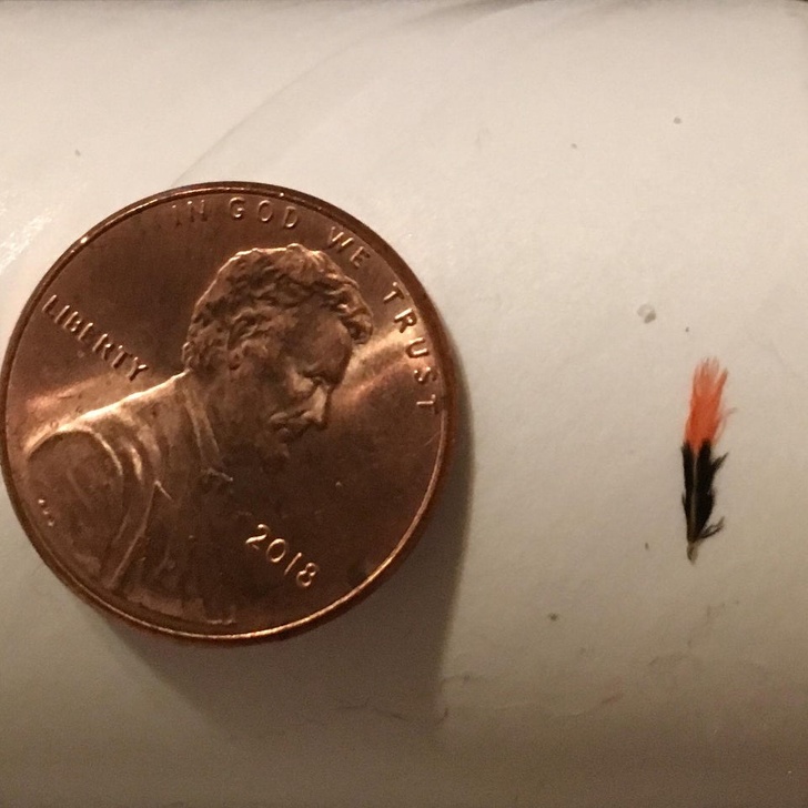 Illustration de l'article : Ces 15 choses que l'on peut désormais voir sur Internet