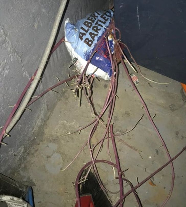 Illustration de l'article : Ces 20 internautes qui ont partagé leurs découvertes sur Internet