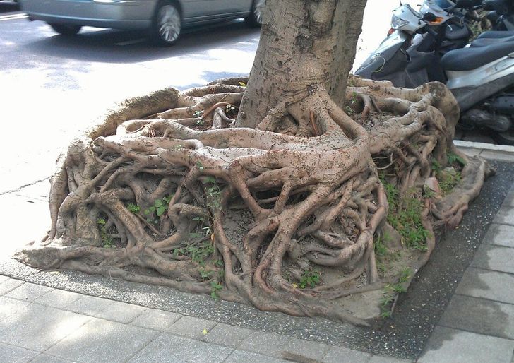 Illustration de l'article : Ces 16 photos qui illustrent la beauté et l'originalité de la nature