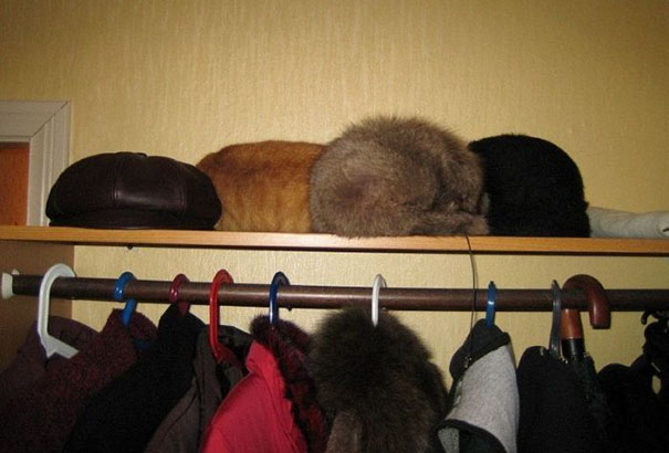 Illustration de l'article : Qui a vraiment le niveau pour trouver l'intrus sur ces 100 photos ? 