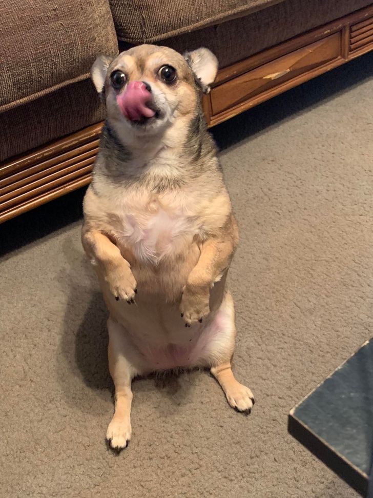 Illustration de l'article : Ces 15 photos de chiens qui se prennent pour des chats