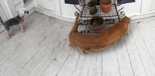 Illustration de l'article : 21 photos rat&eacute;es prises avec le mode panoramique de vos smartphones