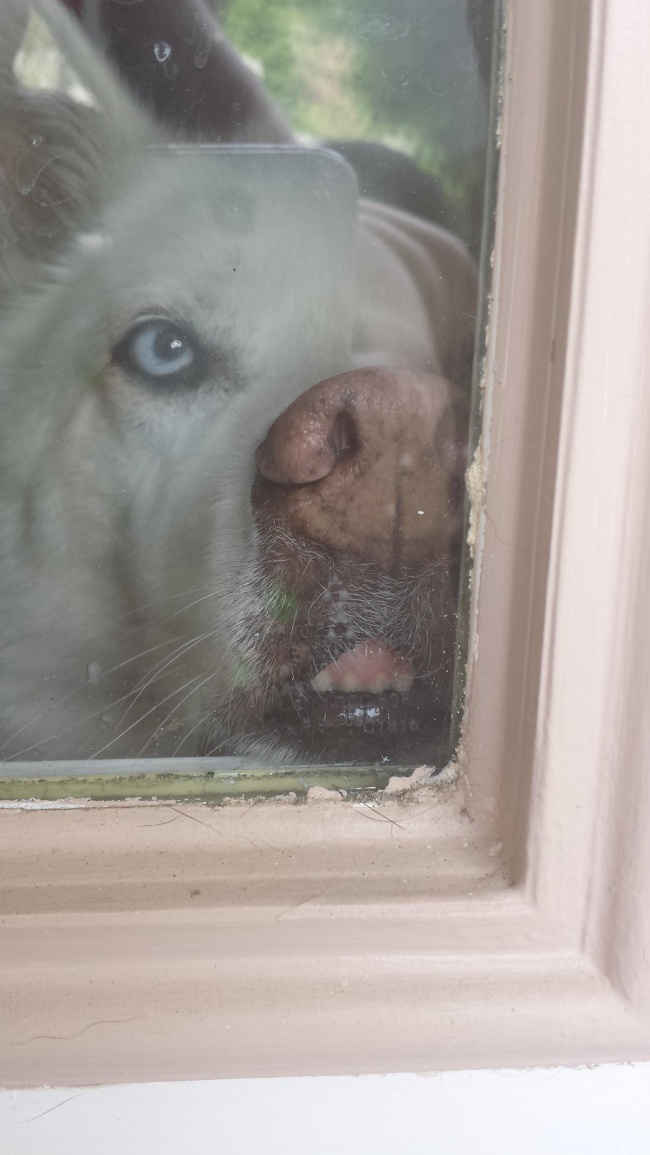 Illustration de l'article : 24 personnes ayant découvert des choses improbables dans leurs maisons