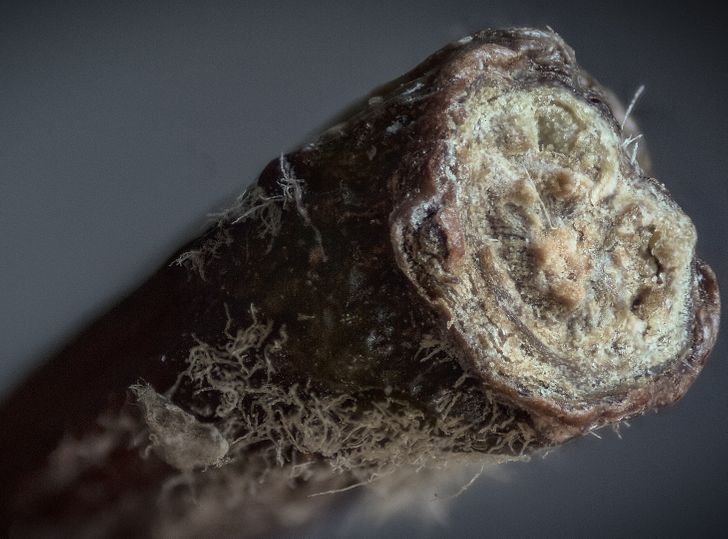 Illustration de l'article : Ces 16 photos vues au microscope pour mieux apprécier les détails