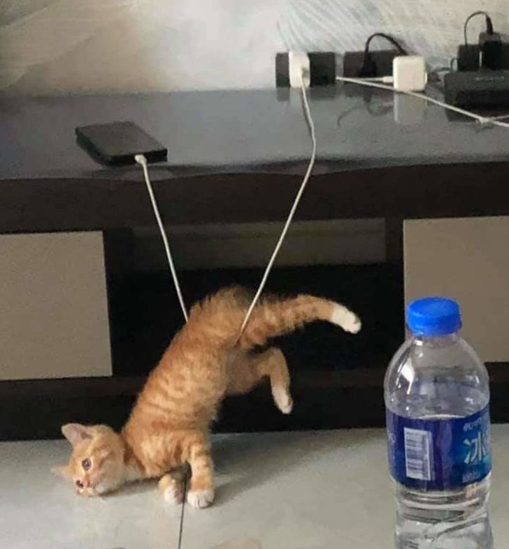 Illustration de l'article : Ces 20 animaux qui font tout pour faire croire qu'ils ont une vie très fatigante