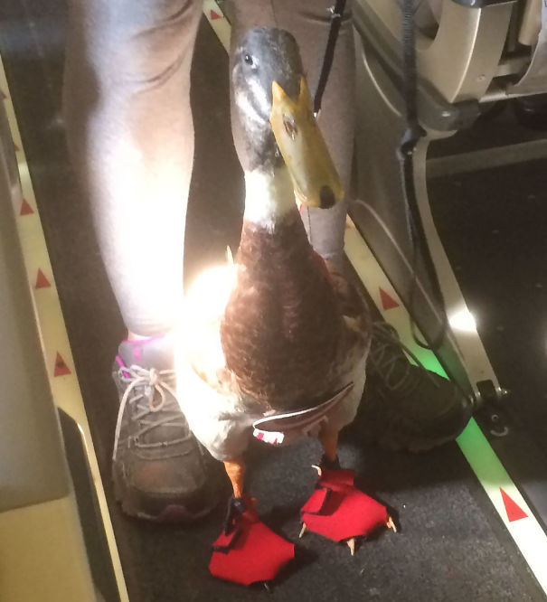 Illustration de l'article : 20 passagers insolites dans des transports aériens