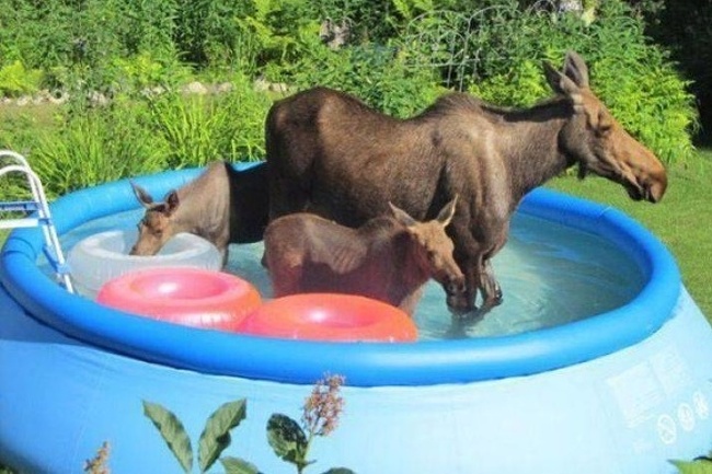 Illustration de l'article : Ces 28 choses qui ne se produisent que dans les pays chauds