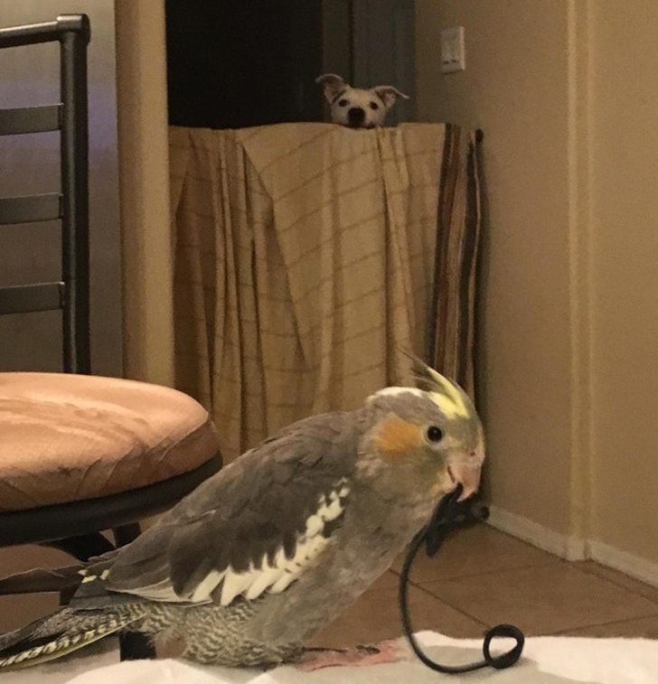 Illustration de l'article : Ces 19 photos devenues mémorables grâce à leur arrière-plan