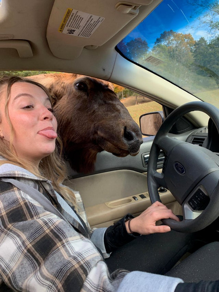 Illustration de l'article : Les joies du quotidien avec des animaux et des enfants en 20 clichés amusants