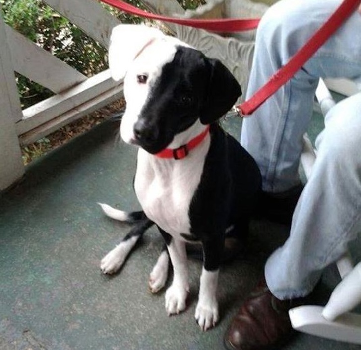 Illustration de l'article : Ces 20 photos qui montrent que la nature peut aussi plaisanter