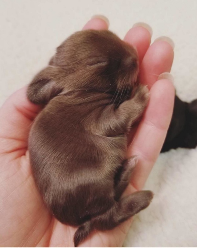 Illustration de l'article : Ces 19 adorables animaux vont vous faire craquer