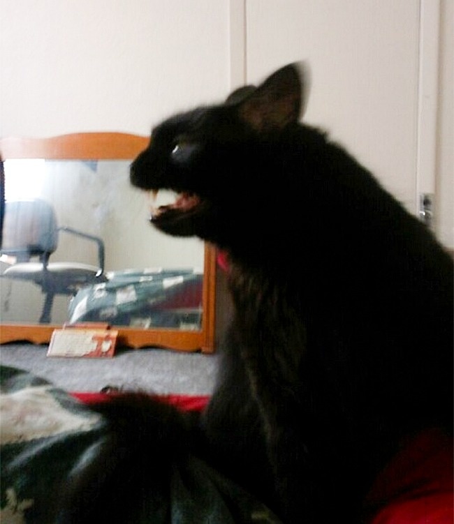 Illustration de l'article : Ces 24 personnes ont une ressemblance frappante avec un personnage connu