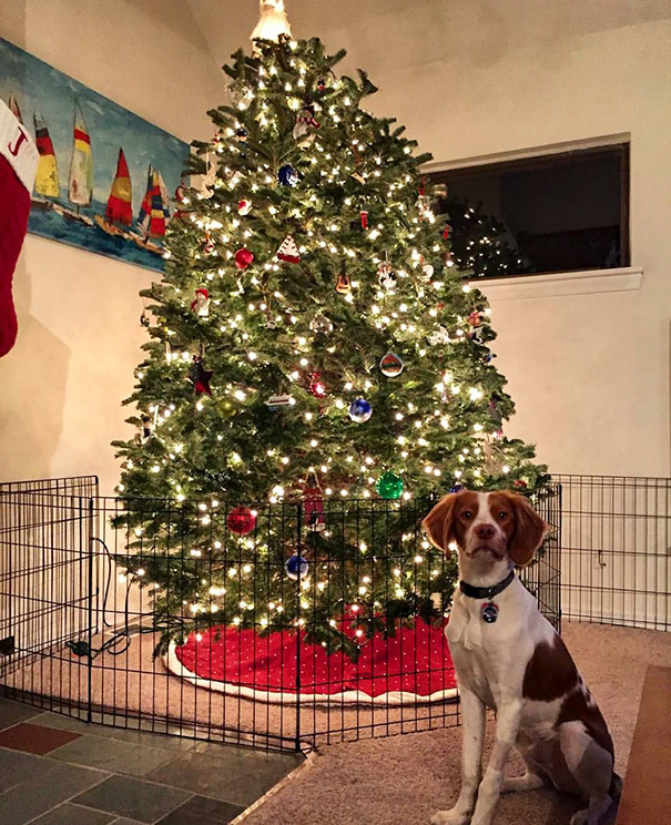 Illustration de l'article : 20 idées pour empêcher votre animal de compagnie de détruire votre arbre de Noël