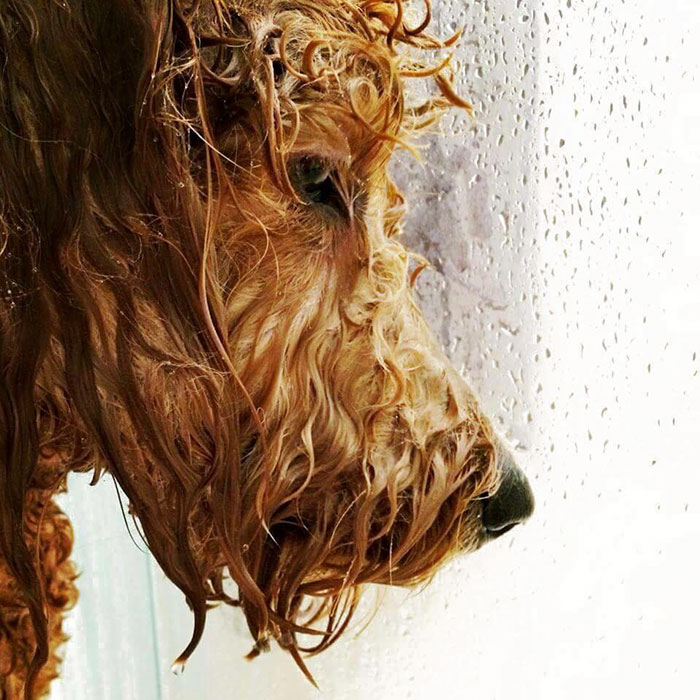 Illustration de l'article : 20 animaux qui prennent des poses insolites pour les humains
