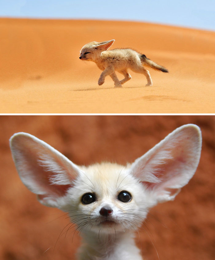 40 Bebes Animaux Que Vous Ne Connaissez Pas Encore 40 Bebes Animaux Que Vous Ne Connaissez Pas Encore