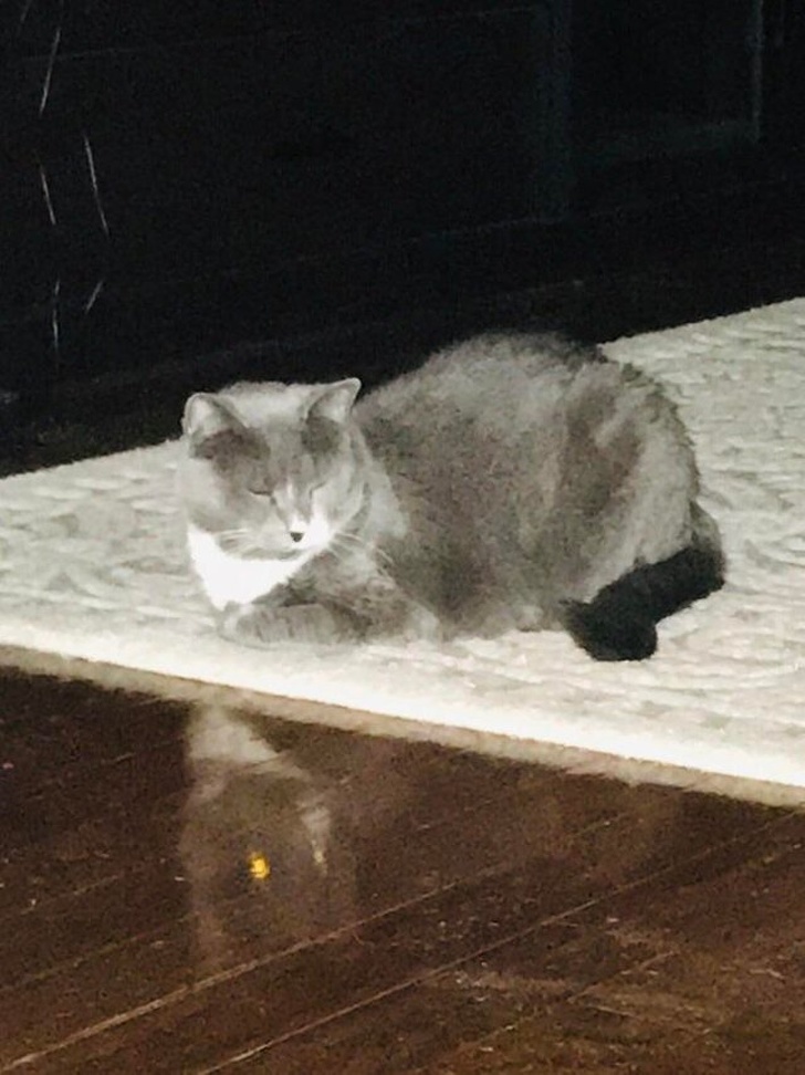 Illustration de l'article : Ces 15 situations capturées au bon moment