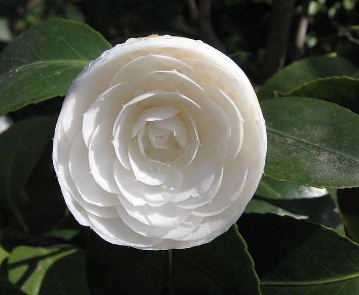 Illustration de l'article : La nature crée de merveilleuses œuvres d’art, comme le montrent ces 31 photos