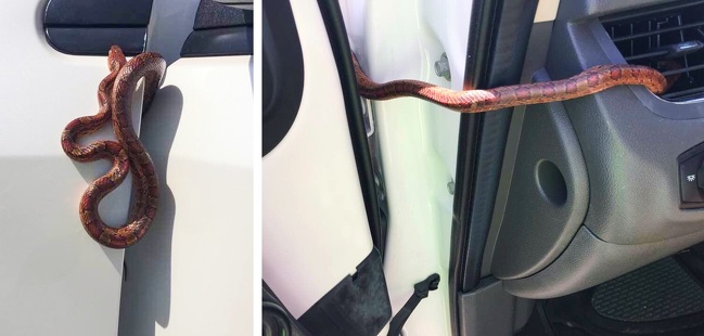 Illustration de l'article : Ces 20 photos donnent la chair de poule