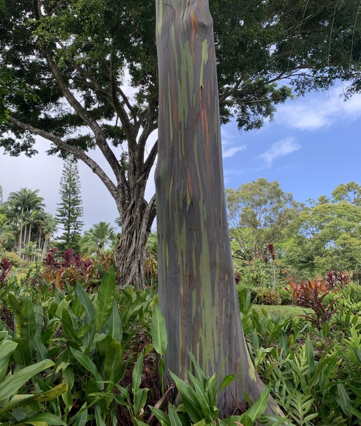 Illustration de l'article : Ces 20 photos illustrant les oeuvres insolites de la nature