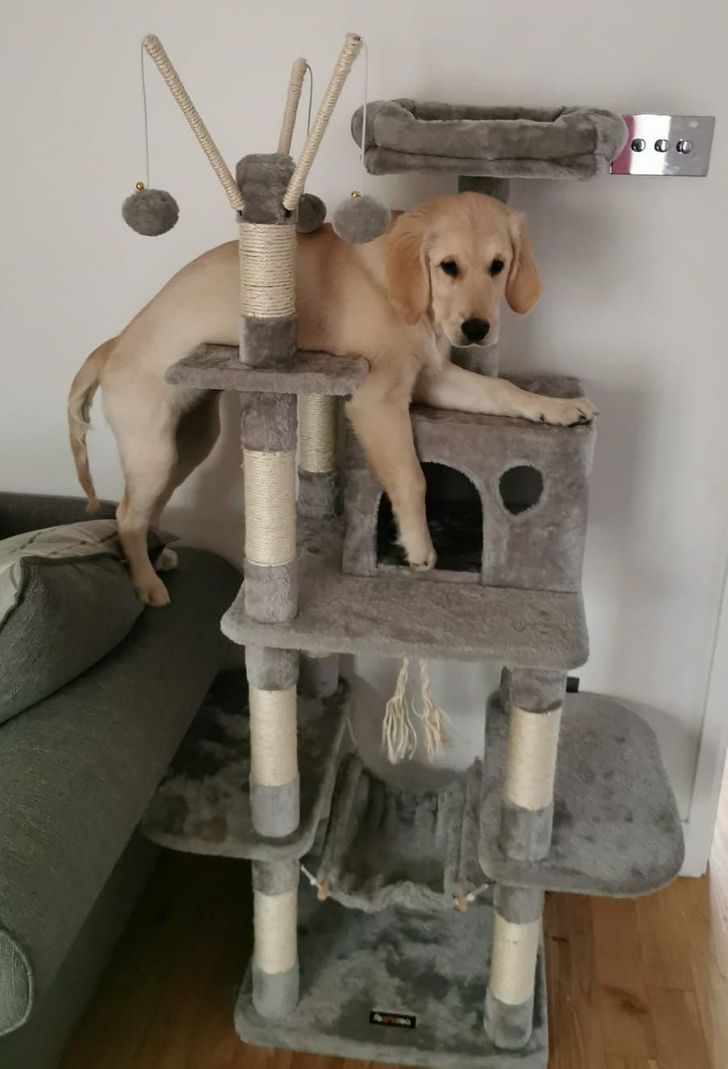 Illustration de l'article : Ces 15 photos de chiens qui se prennent pour des chats