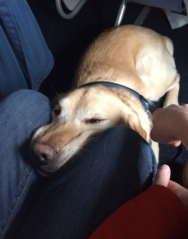 Illustration de l'article : 20 passagers insolites dans des transports aériens