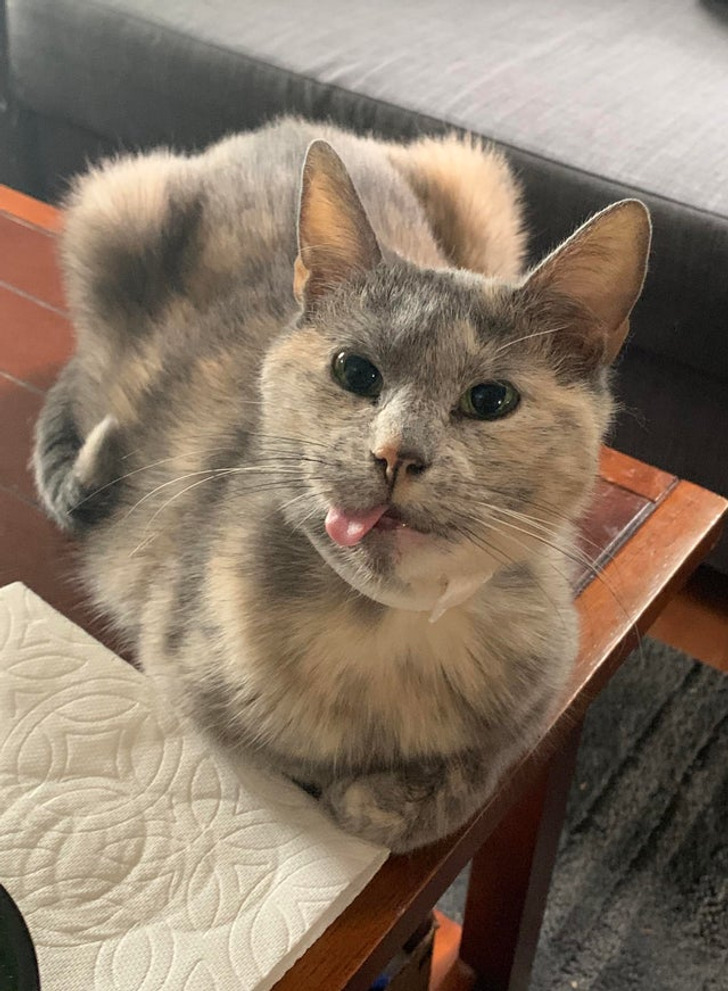 Illustration de l'article : Les joies du quotidien avec des animaux et des enfants en 20 clichés amusants