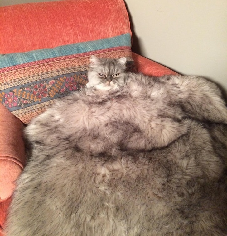 Illustration de l'article : Ces 21 photos demandent un peu de temps avant de les comprendre