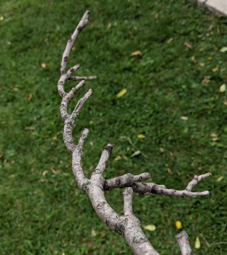 Illustration de l'article : Ces 19 photos qui montrent des situations satisfaisantes pour l'oeil