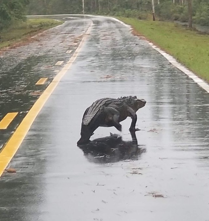 Illustration de l'article : Ces 18 photos de personnes qui n'ont jamais de chance