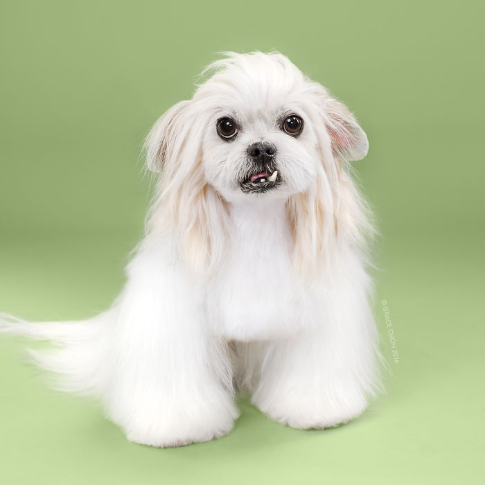 Illustration de l'article : 16 chiens photographiés avant et après une bonne coupe pour l'été !