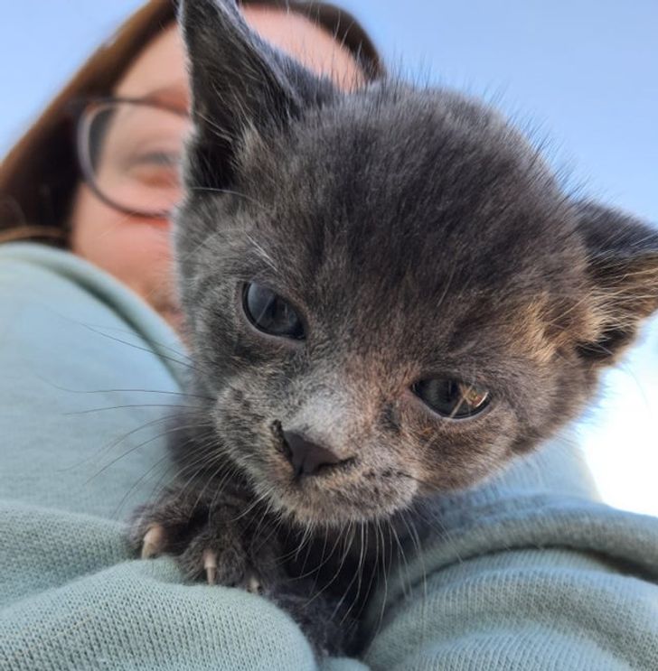 Illustration de l'article : Ces 17 photos d'animaux qui ont trouvé un foyer aimant