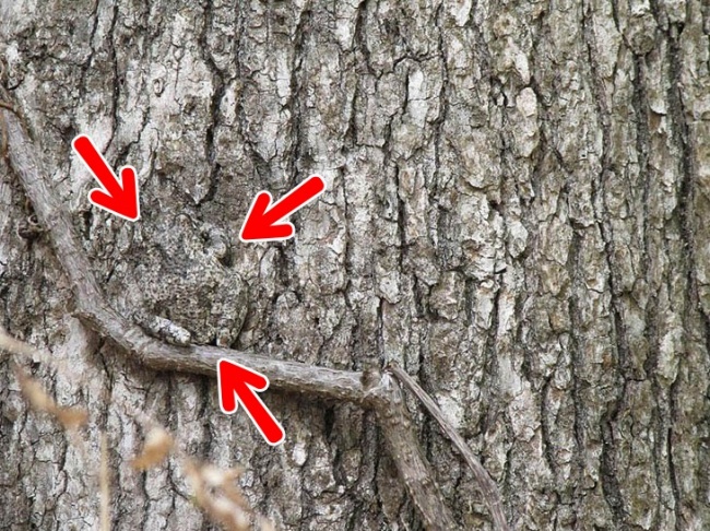 Illustration de l'article : Si vous n'avez pas une vision parfaite, vous ne trouverez pas les animaux cachés sur ces 10 photos !