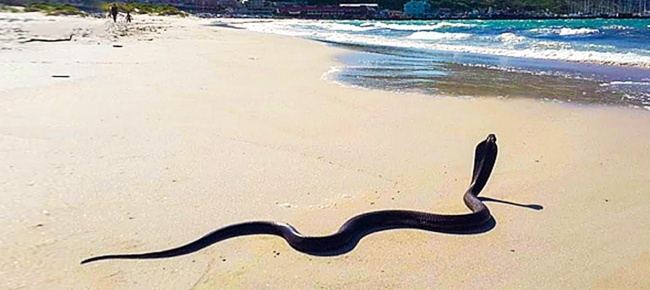 Illustration de l'article : 12 pièges à éviter si vous passez vos vacances dans certaines destinations exotiques