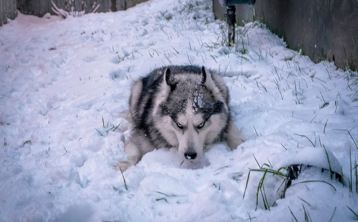 Illustration de l'article : Ces 23 photos de l'effet du froid glacial