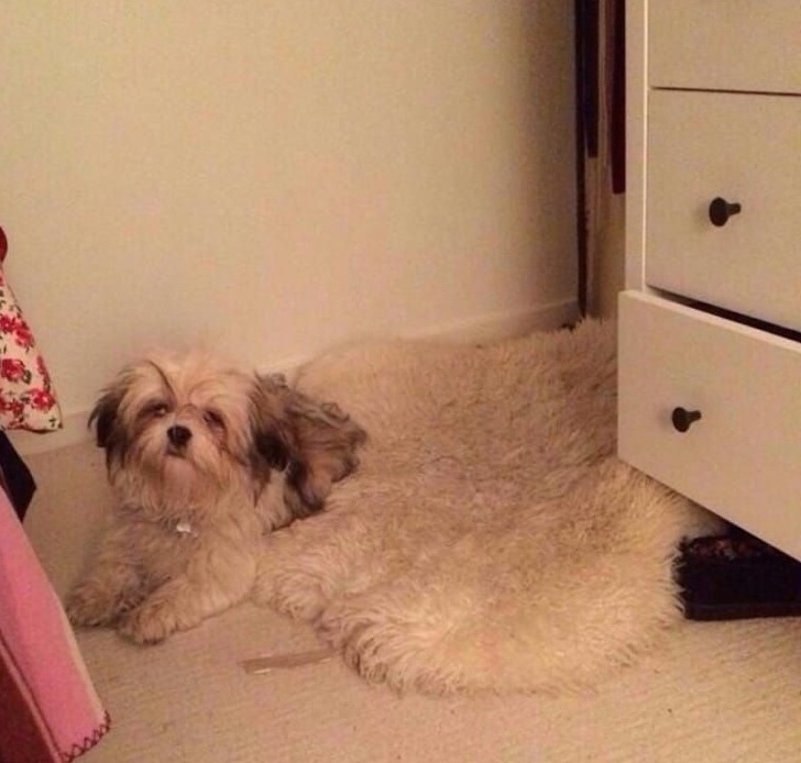 Illustration de l'article : Ces 16 photos qui jouent des tours au cerveau