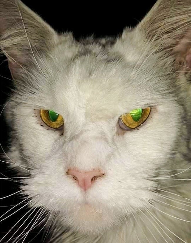 Illustration de l'article : Ces 24 personnes ont une ressemblance frappante avec un personnage connu